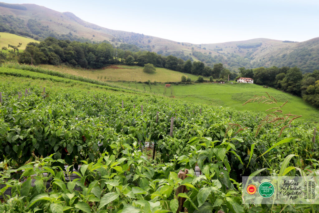 Fields of Piment d'Espelette
©Photothèque Piment d’Espelette AOP